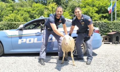 Pecora sulla tangenziale di Novara semina il panico: fermata dalla Polizia