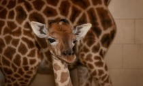 Dopo 22 anni al Safari park di Pombia è nato un piccolo di giraffa