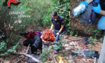 Rumori di spari nel bosco: spacciatori arrestati a Brovello Carpugnino - IL VIDEO