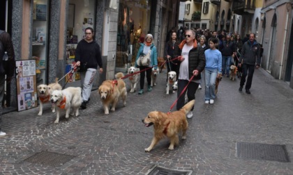 80 Golden Retriever ad Arona per una passeggiata a 4 zampe