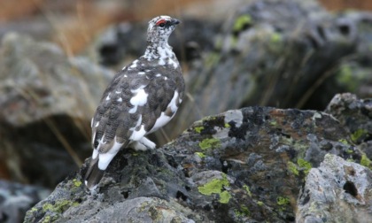 Il Tar chiude la caccia a quattro specie animali: esulta Pro Natura