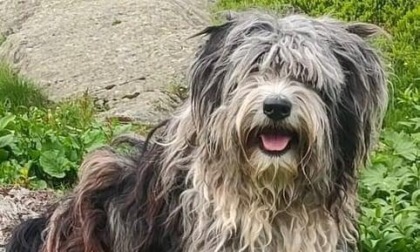 Trovata dopo 10 giorni la cagnolona dispersa in Valgrande