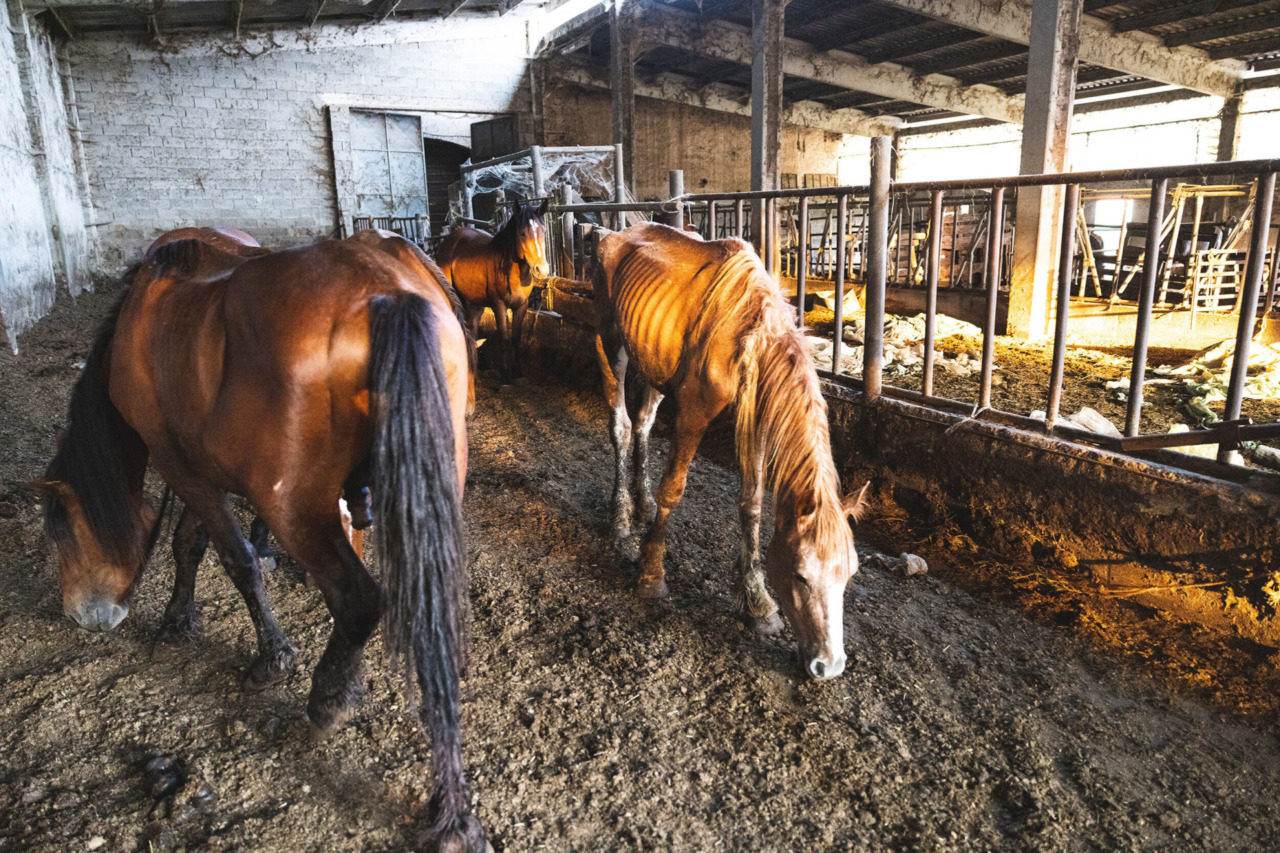 Condanna in primo grado per maltrattamenti sugli animali a Suno