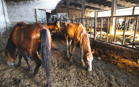 Condanna in primo grado per maltrattamenti sugli animali a Suno