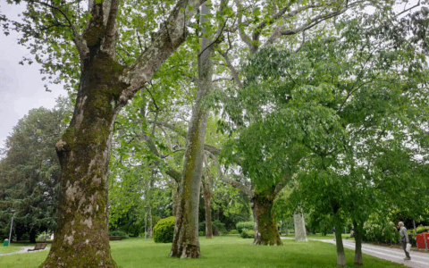 Finanziamenti per la forestazione urbana: Novara e Borgomanero ricevono quasi 4 milioni