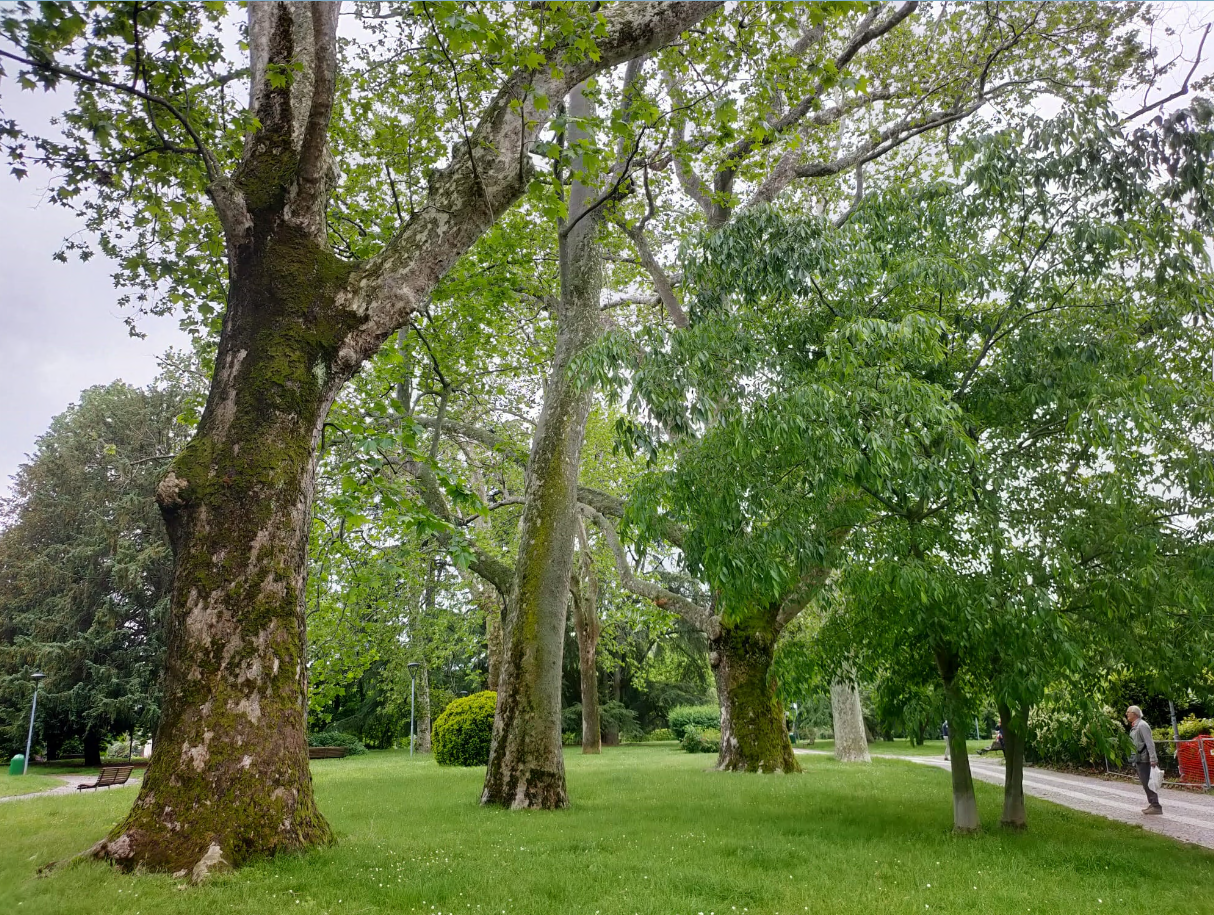 Finanziamenti per la forestazione urbana: Novara e Borgomanero ricevono quasi 4 milioni