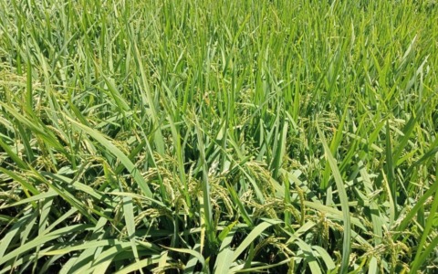 Cia Novara Vercelli Vco: “Interventi urgenti necessari per il futuro della produzione di riso in Europa”