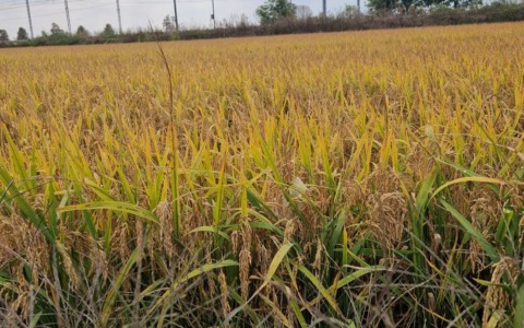 Coldiretti Novara-Vco richiede modifiche alla clausola sul riso