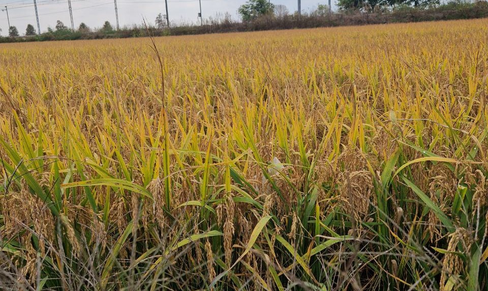 Coldiretti Novara-Vco richiede modifiche alla clausola sul riso