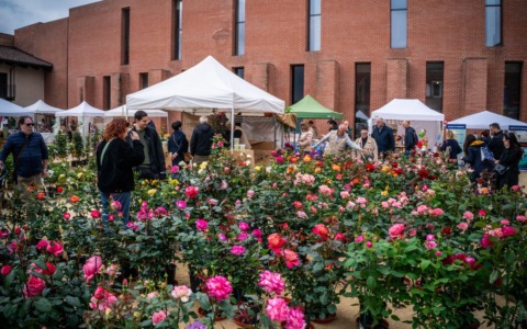 Fiorissimo al Castello: Novara si trasforma in un giardino fiorito