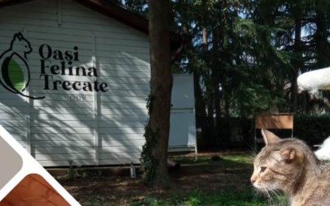 L’Oasi Felina di Trecate cerca aiuto: ogni contributo è fondamentale