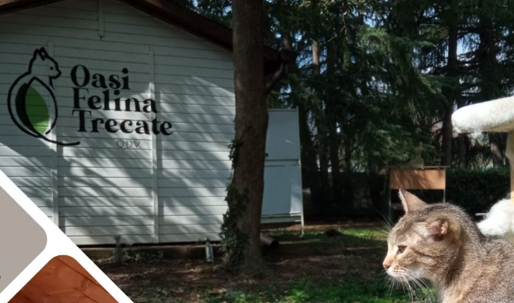L’Oasi Felina di Trecate cerca aiuto: ogni contributo è fondamentale