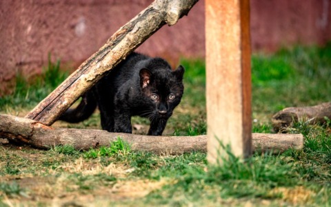 Luna, la cucciola di leopardo melanico, arriva al Safari Park di Pombia