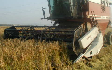 Raccolta riso: superfici in crescita del 4%, ma incertezze su rese e costi