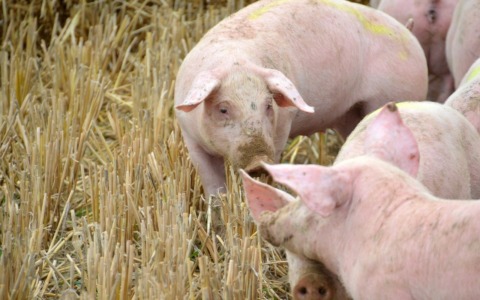 Revocate le restrizioni per la peste suina in provincia di Novara