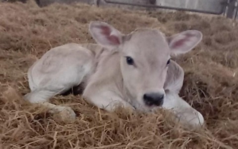 Al Bonfantini di Novara nasce una vitellina di nome “Nina”