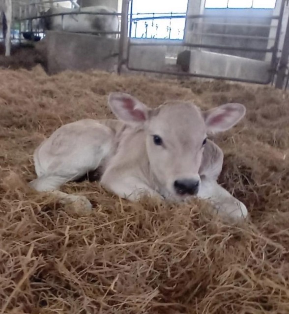 Al Bonfantini di Novara nasce una vitellina di nome “Nina”