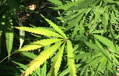 Ameno, scoperta serra di marijuana: arrestato un uomo di 67 anni