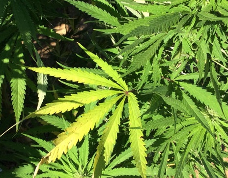 Ameno, scoperta serra di marijuana: arrestato un uomo di 67 anni
