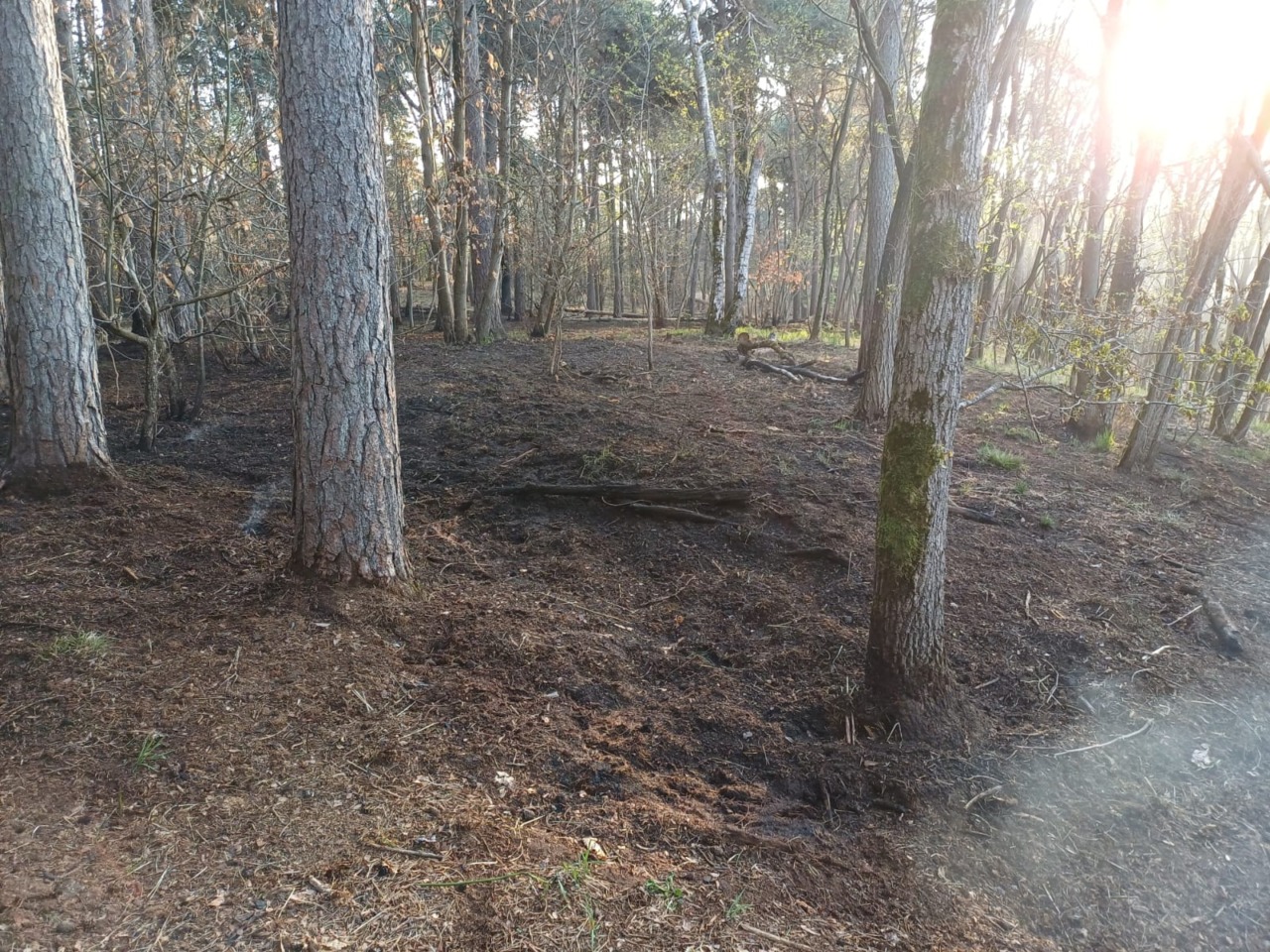 Incendio al Bosco Solivo di Borgo Ticino, si indaga su un’origine dolosa