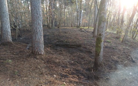 Incendio al Bosco Solivo di Borgo Ticino, si indaga su un’origine dolosa