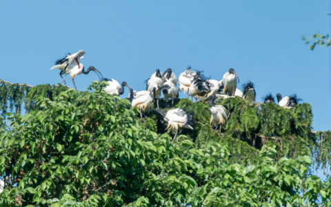Invasione di ibis sacri a Novara: il centro città è stato colonizzato