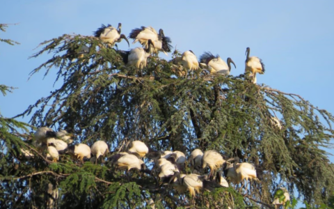 Aumento degli ibis sacri a Novara: parchi e aree verdi sotto assalto