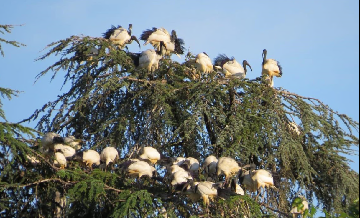 Aumento degli ibis sacri a Novara: parchi e aree verdi sotto assalto