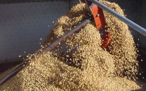 Coldiretti Novara-Vco: superficie coltivata a riso stabile, ma i prezzi ai produttori crollano