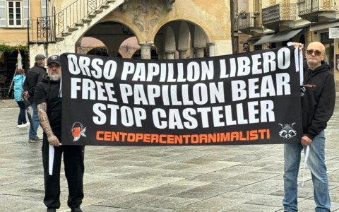 Protesta a Orta San Giulio per l’orso Papillon, rinchiuso al Casteller di Trento
