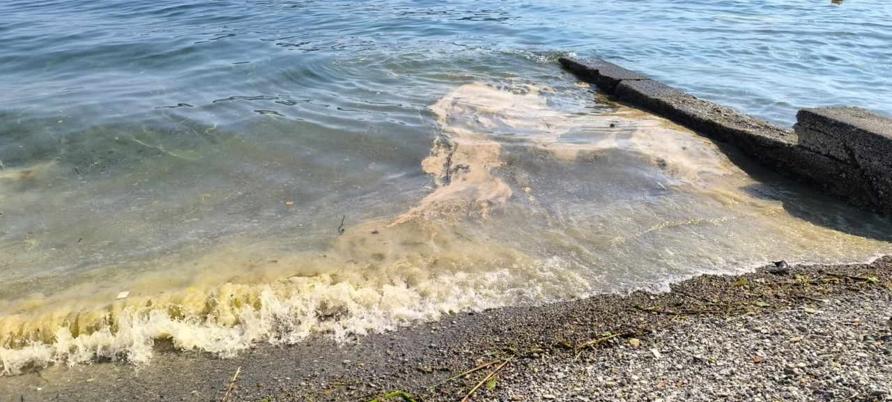 Striature giallo-marrone nel Lago Maggiore, Arpa conferma: “Si tratta di alghe”