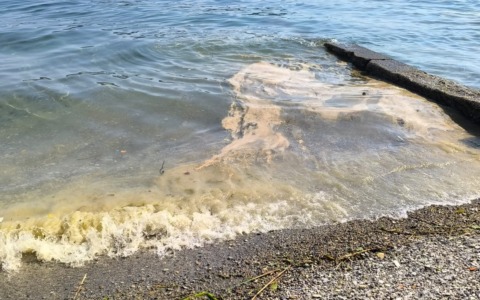 Striature giallo-marrone nel Lago Maggiore, Arpa conferma: “Si tratta di alghe”