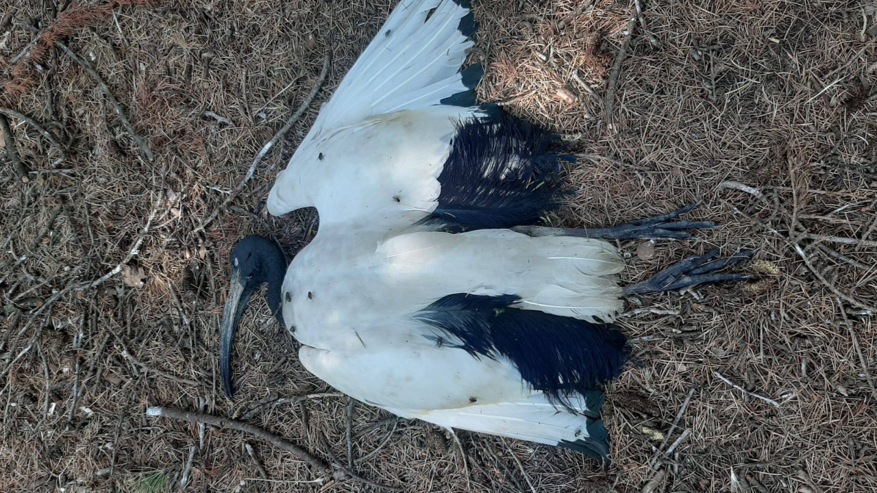 Controversia sugli abbattimenti degli ibis sacri nelle campagne della Provincia di Novara
