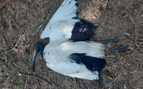 Controversia sugli abbattimenti degli ibis sacri nelle campagne della Provincia di Novara