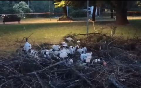 Gli Ibis sacri al centro dello scontro politico: opposizioni chiedono chiarezza e dimissioni