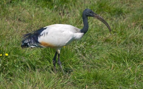Ibis sacro nel Novarese: discussione in Consiglio sui piani di contenimento