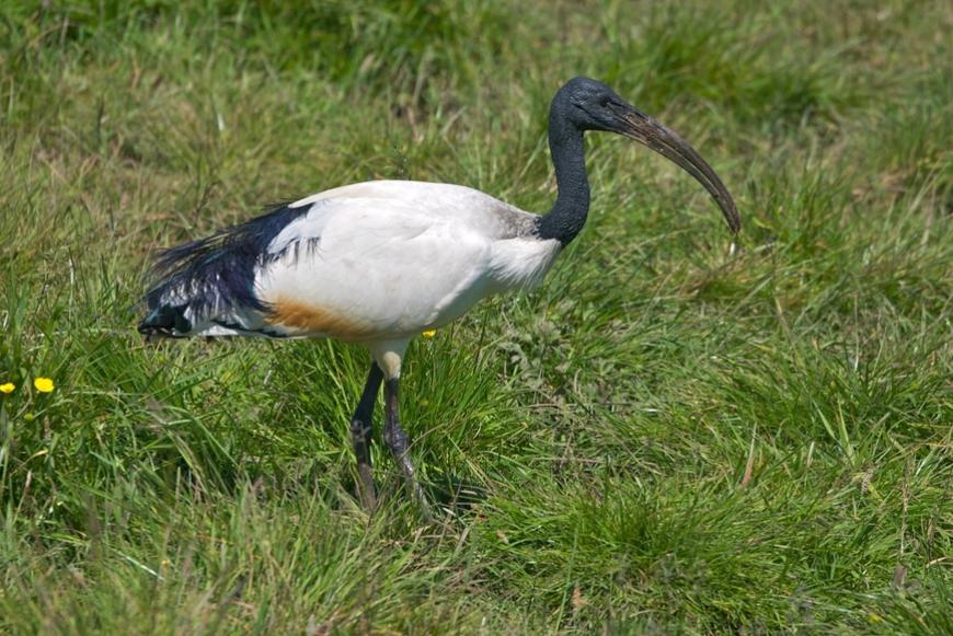 Ibis sacro nel Novarese: discussione in Consiglio sui piani di contenimento