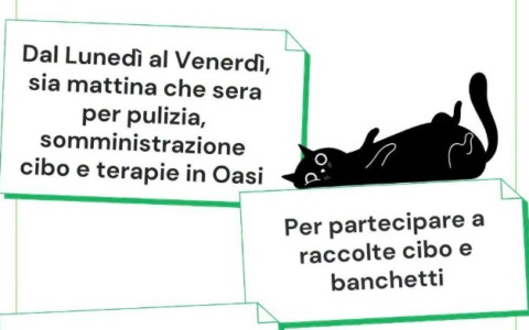 L’Oasi Felina di Trecate lancia un appello per nuovi volontari
