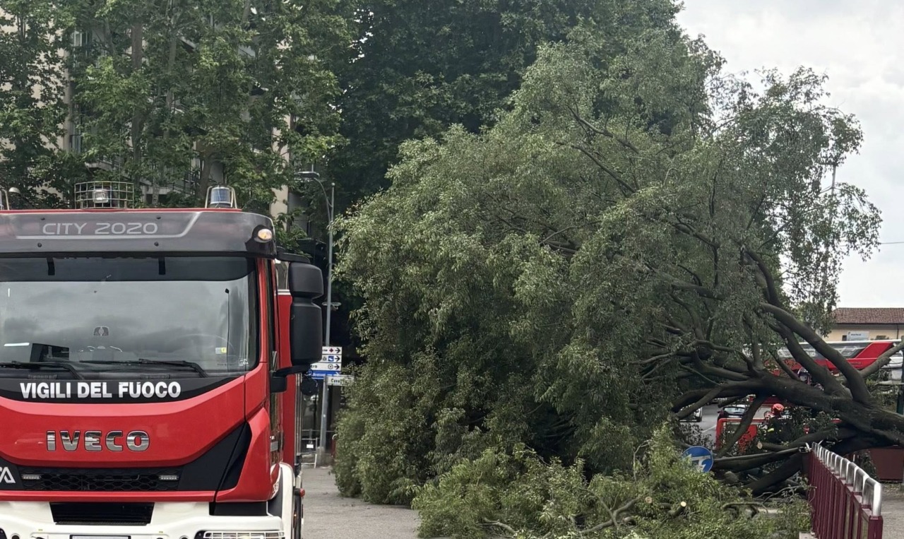 Novara, albero crolla sul Baluardo Lamarmora senza feriti