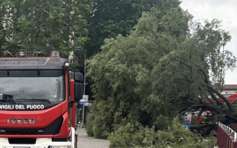 Novara, albero crolla sul Baluardo Lamarmora senza feriti