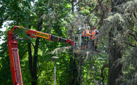 Proseguono le operazioni per il contenimento degli ibis sacri a Novara