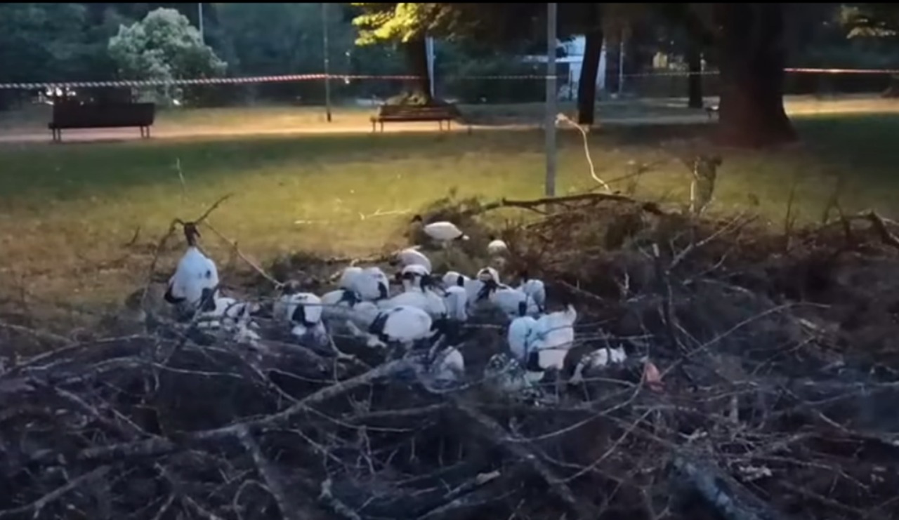 Proteste per gli ibis sacri a Novara dopo l’intervento della Polizia provinciale