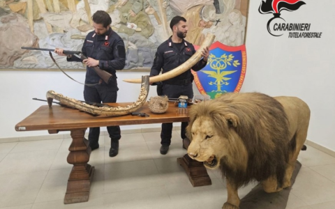 Scoperto un vasto arsenale di bracconaggio nel Novarese, incluso un leone impagliato