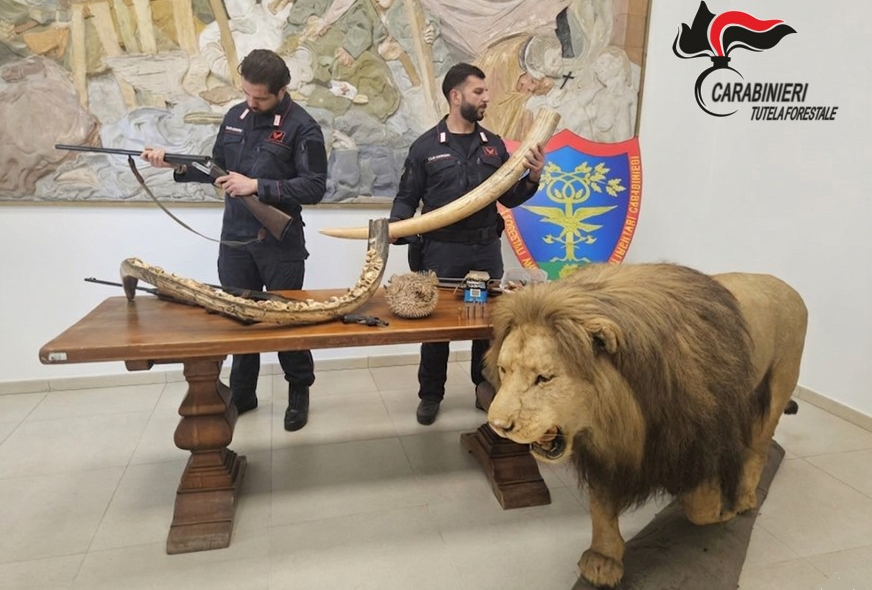 Scoperto un vasto arsenale di bracconaggio nel Novarese, incluso un leone impagliato