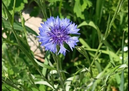 Varallo Pombia dedica un’area a Villa Soranzo agli insetti impollinatori