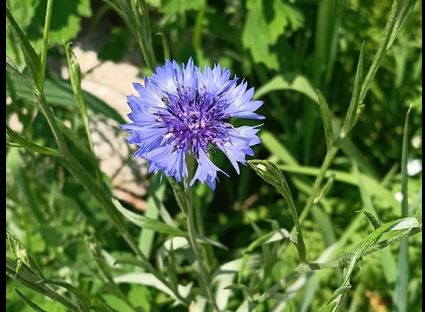 Varallo Pombia dedica un’area a Villa Soranzo agli insetti impollinatori