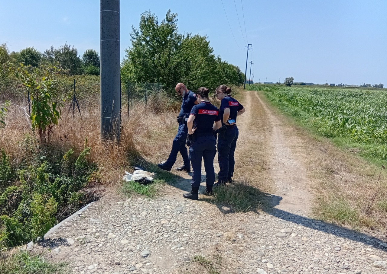 Cerano, scoperta una cicogna bianca morta vicino a un traliccio: si indaga sulle cause del decesso