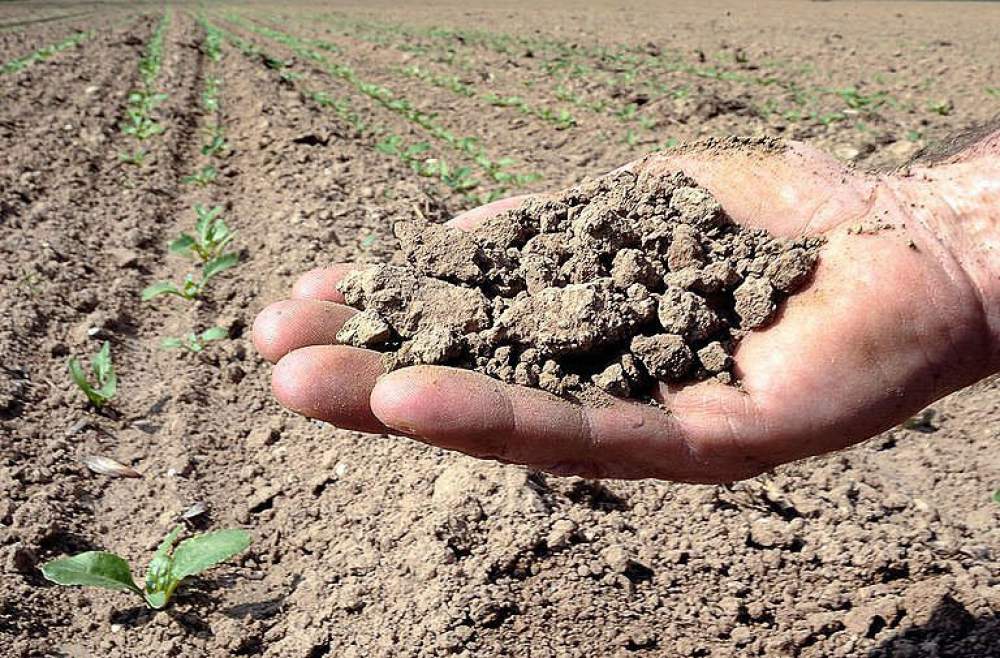 Coldiretti Novara-Vco avverte: la siccità minaccia i raccolti e il cibo locale