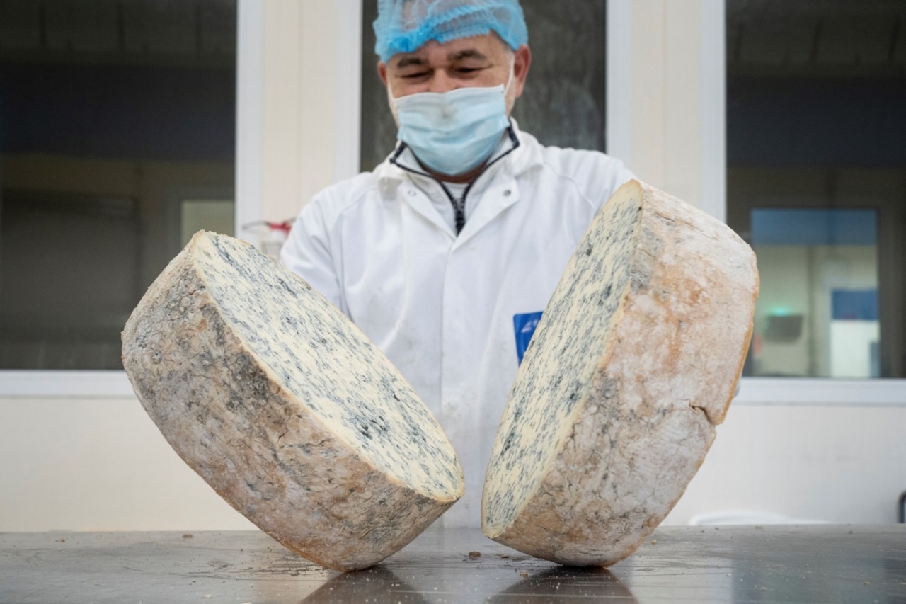 Produzione di Gorgonzola Dop stabile nel 2026: incremento dell’export verso Francia, Giappone e Polonia
