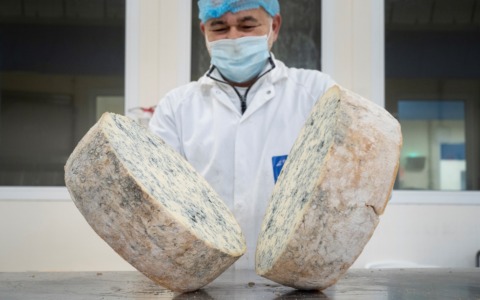 Produzione di Gorgonzola Dop stabile nel 2026: incremento dell’export verso Francia, Giappone e Polonia